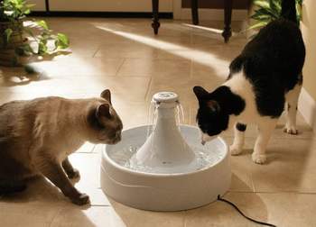 cat water fountain,best cat water fountains